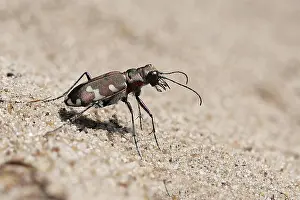 Hybrida: Northern dune tiger beetle (Cicindela hybrida) running