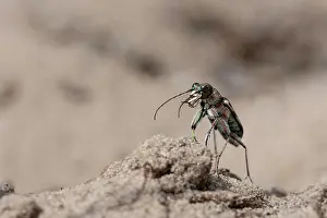 Motionless: Northern dune tiger beetle (Cicindela hybrida) secures