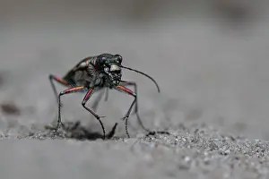Waits: Northern dune tiger beetle (Cicindela hybrida) waits