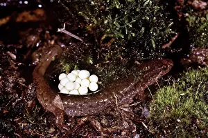 Desmognathus: Northern Dusky Salamander with Eggs