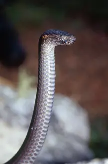 Strike: Northern Dwarf Crowned Snake