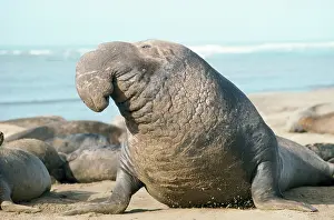 Angustirostris: Northern Elephant Seal