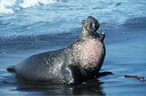 Vocalising: NORTHERN ELEPHANT SEAL - adult male