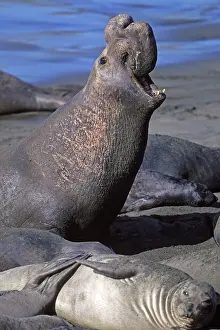 Angustirostris: Northern Elephant Seal - adult male on the beach