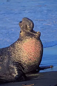 Piedras: Northern Elephant Seal - adult male bellowing on