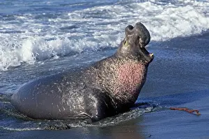 Piedras: Northern Elephant Seal - adult male bellowing on