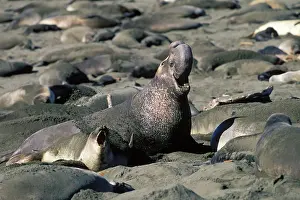 Angustirostris: Northern Elephant Seal - adult male among females
