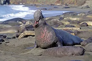Piedras: Northern Elephant Seal - adult male among females