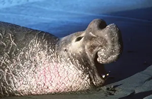 Vocalising: Northern Elephant SEAL - adult male roaring
