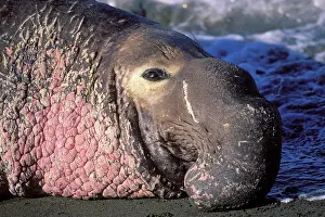 Angustirostris: Northern Elephant Seal - close-up of an adult male