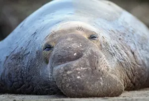 Relaxing: Northern Elephant SEAL - close-up of face relaxing