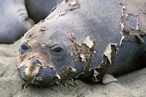Angustirostris: Northern Elephant Seal - female moulting