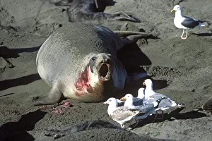 Angustirostris: Northern Elephant Seal - female trying to chase