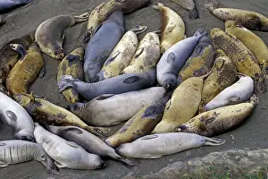 Angustirostris: Northern Elephant Seal - group of females and young