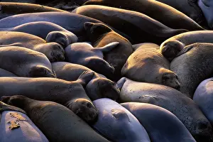 Angustirostris: Northern Elephant Seal - group of females and young