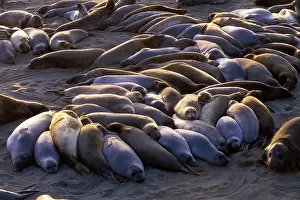 Angustirostris: Northern Elephant Seal - group of females and young