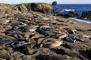 Angustirostris: Northern Elephant Seal - group of females and young