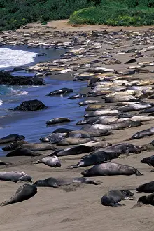 Angustirostris: Northern Elephant Seal - group of females and young