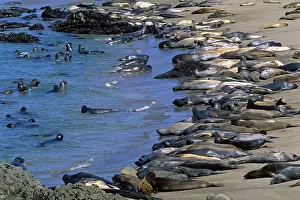 Return: Northern Elephant Seal - group of females and young