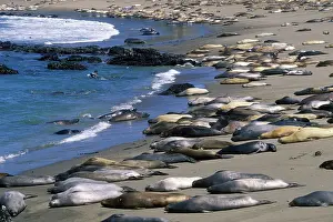 Return: Northern Elephant Seal - group of females and young