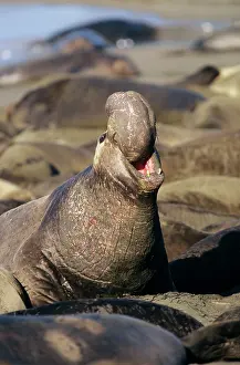 Angustirostris: Northern Elephant SEAL - Male, threatening rivals