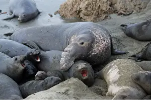 Mate: Northern Elephant SEAL - male trying to mate