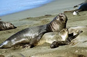 Mate: Northern Elephant Seal - male trying to mate