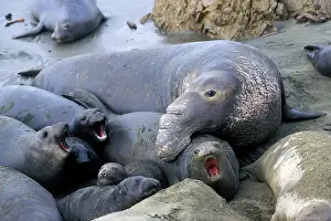 Angustirostris: Northern Elephant Seal - male trying to mate with female