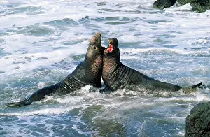 Angustirostris: Northern Elephant Seal - males fighting