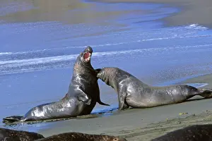 Angustirostris: Northern Elephant Seal - males fighting