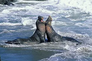 Angustirostris: Northern Elephant Seal - males fighting in the surf