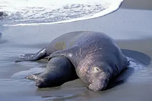 Angustirostris: Northern Elephant Seal - mating