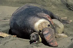 Angustirostris: Northern Elephant Seal - mating
