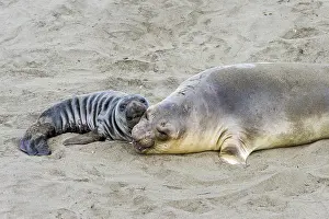 Angustirostris: Northern Elephant Seal (Mirounga angustirostris)