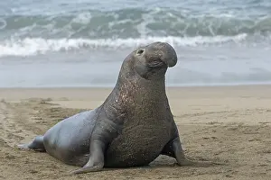 Angustirostris: Northern Elephant Seal (Mirounga angustirostris)