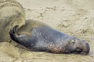 Throwing: Northern Elephant Seal (Mirounga angustirostris)