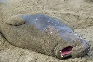 Angustirostris: Northern Elephant Seal (Mirounga angustirostris)