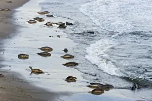 Angustirostris: Northern Elephant Seal (Mirounga angustirostris)