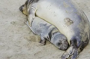 Angustirostris: Northern Elephant Seal (Mirounga angustirostris)