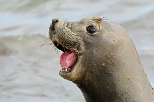 Islas: Northern Elephant-seal (Mirounga angustirostris)