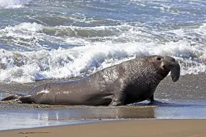 Piedras: Northern Elephant Seal (Mirounga angustirostris)