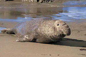 Piedras: Northern Elephant Seal (Mirounga angustirostris)