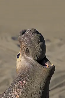 Mirounga: Northern Elephant Seal (Mirounga angustirostris)