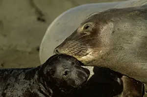Angustirostris: Northern Elephant SEAL - Mother nuzzles pup