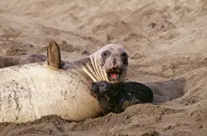 Angustirostris: Northern Elephant SEAL - Mother and pup