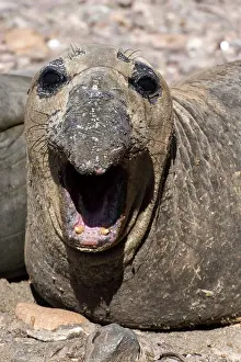 Angustirostris: Northern Elephant Seal with its mouth wide open