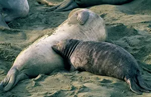 Angustirostris: Northern Elephant Seal - nursing pup