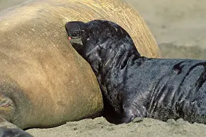 Angustirostris: Northern Elephant Seal - pup nursing