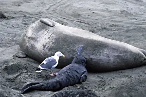 Steal: Northern Elephant Seal - pup nursing and Western