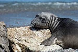 Angustirostris: Northern Elephant Seal resting on rock